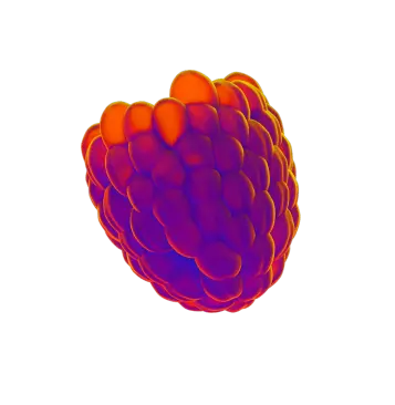 wildberries